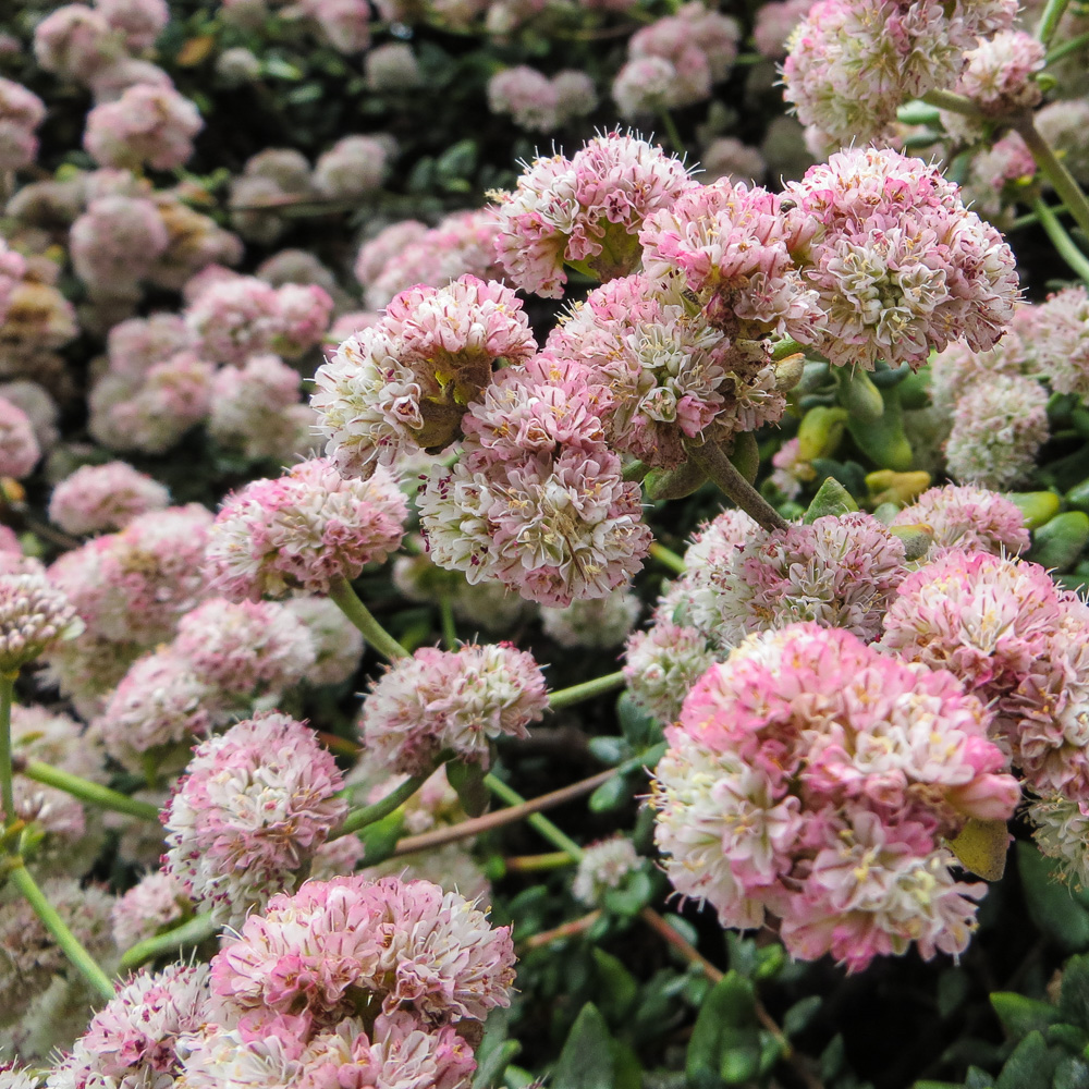 California's Beautiful Beneficial Bountiful Buckwheats Beat the Heat