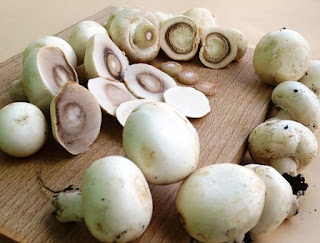 manfaat-jamur-kancing-bagi-kesehatan,www.healthnote25.com