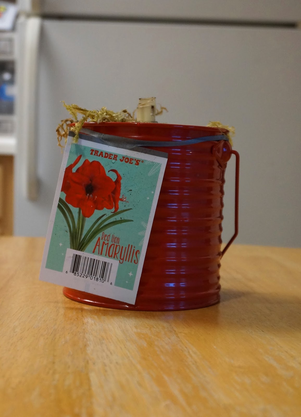 Exploring Trader Joe's Trader Joe's Red Lion Amaryllis