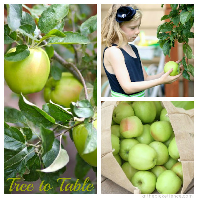 From tree to table...apple picking recipes and party ideas