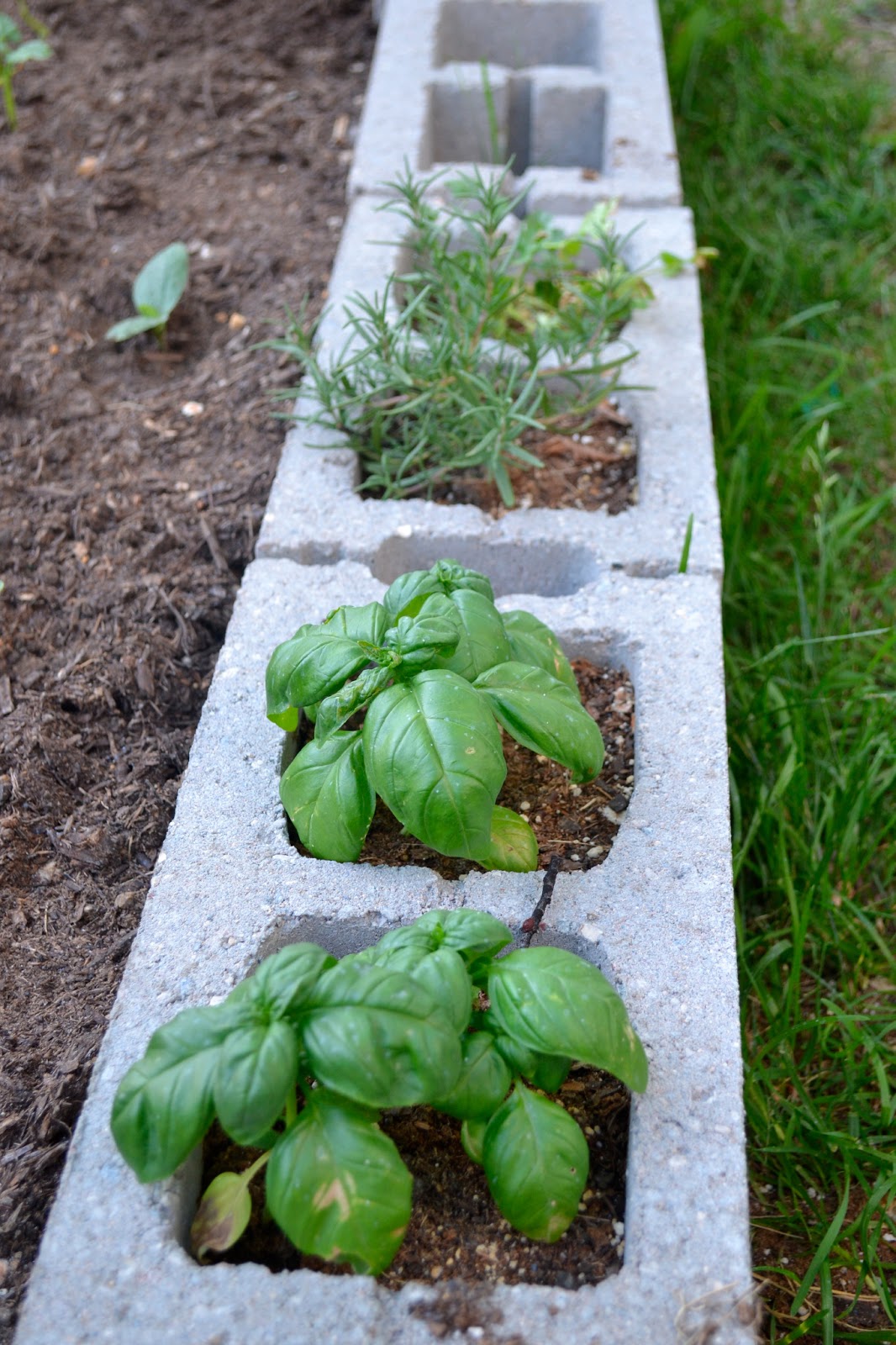 Our House in the Middle of Our Street: Cinder Block Veggie Garden
