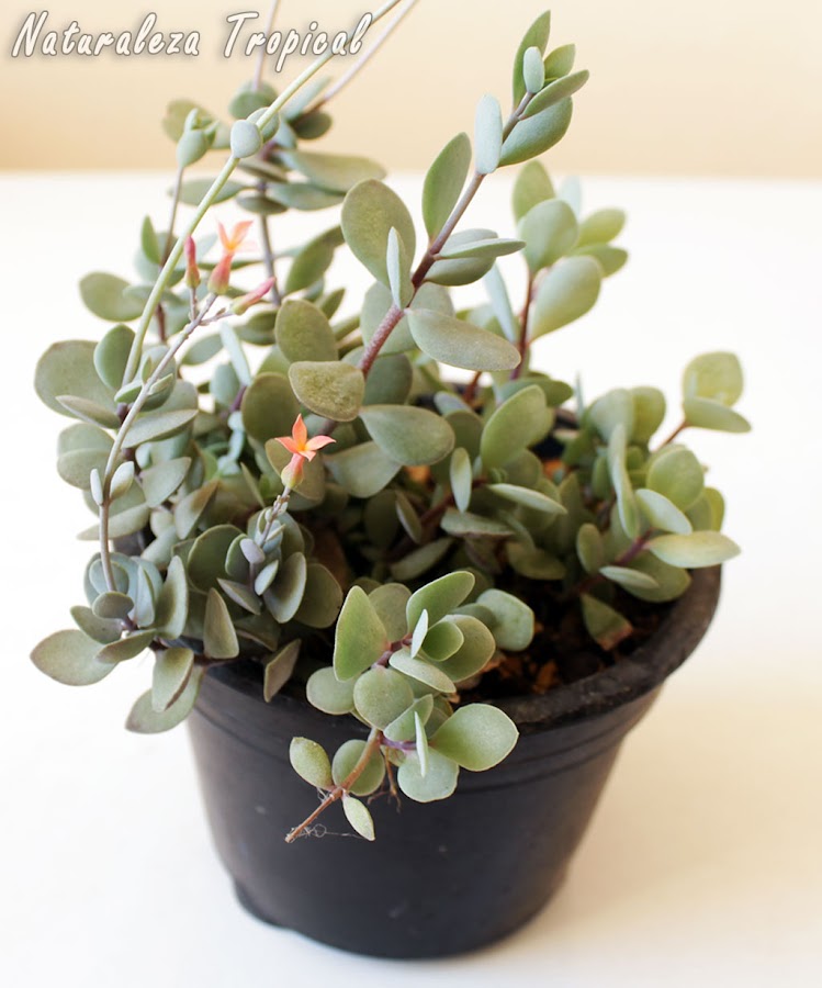 Kalanchoe rotundifolia en maceta