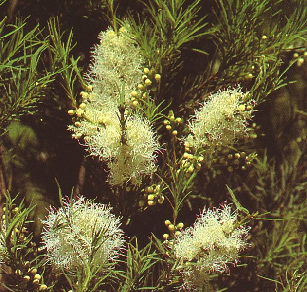 Planta de árbol de té