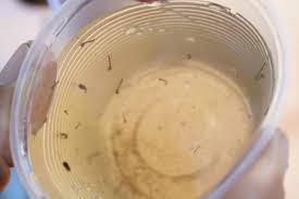 05 Dicas para evitar a Dengue Chikungunya, Dengue, Dica na Pesca, Zika,