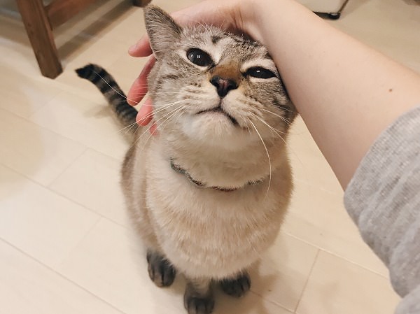 なでなでされて嬉しそう