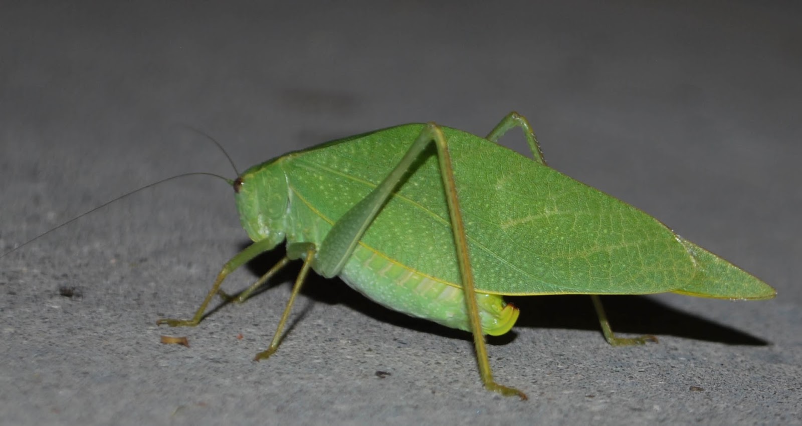 The Scratching Post Green Leaf Shaped Grhopper Green Leaf Shaped Grhopper