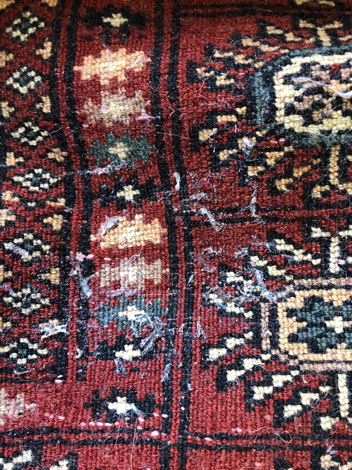 What Do Moths on a Rug Look Like?
