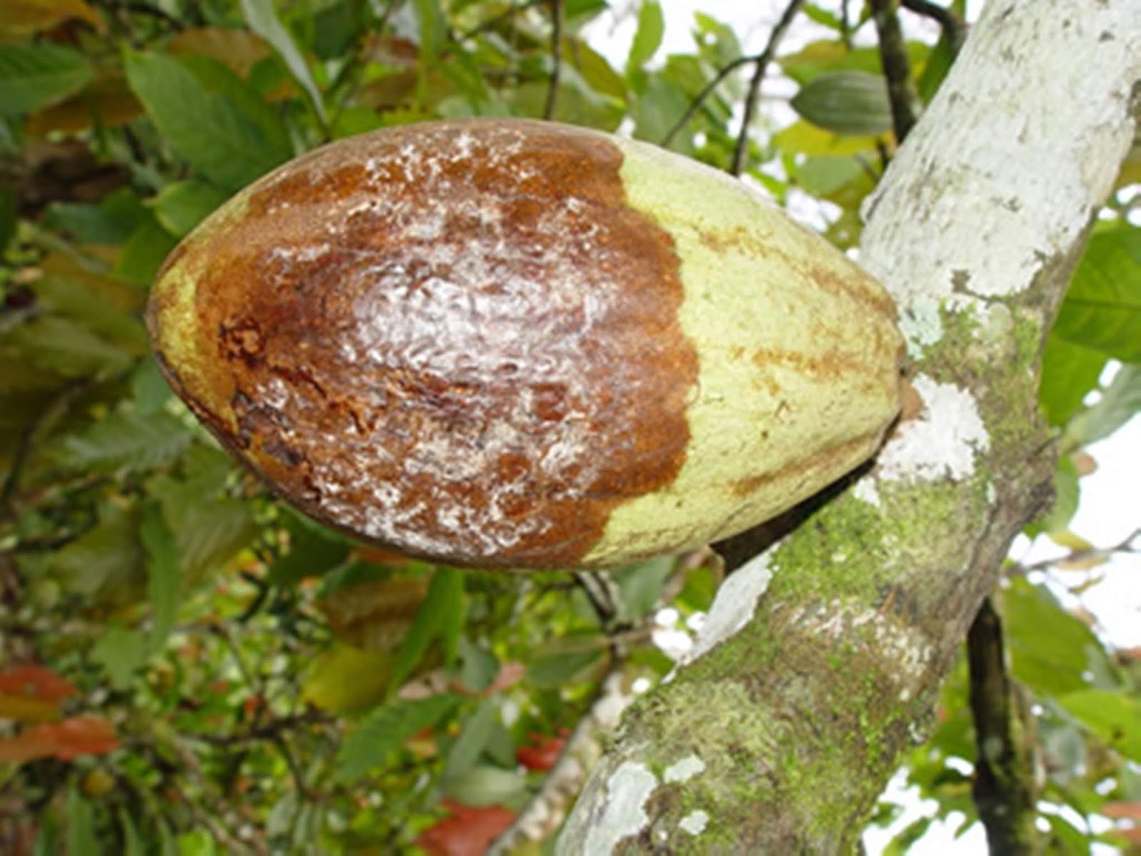 ¿Qué es la mancha negra en el cacao?