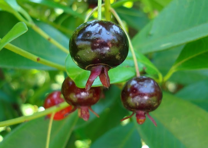 Cozinha do Skilo Frutas selvagens brasileiras na mira dos Chefs Cozinha do Skilo Frutas selvagens brasileiras na mira dos Chefs