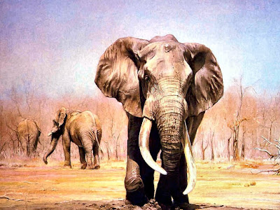 Beautiful HD Elephant Wallpaper 