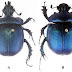 New Species of Dung Beetle found in Arunachal Pradesh