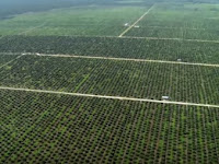 Mengejutkan! Memanfaatkan Hutan Ternyata Bisa Dilakukan Secara Non-Deforestasi Dengan HCS Aproach Toolkit Versi 2.0 Mengejutkan! Memanfaatkan Hutan Ternyata Bisa Dilakukan Secara Non-Deforestasi Dengan HCS Aproach Toolkit Versi 2.0
