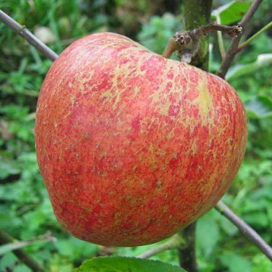 https://www.treesandplants.co.uk/products/Lord-Hindlip-Apple-Trees.html