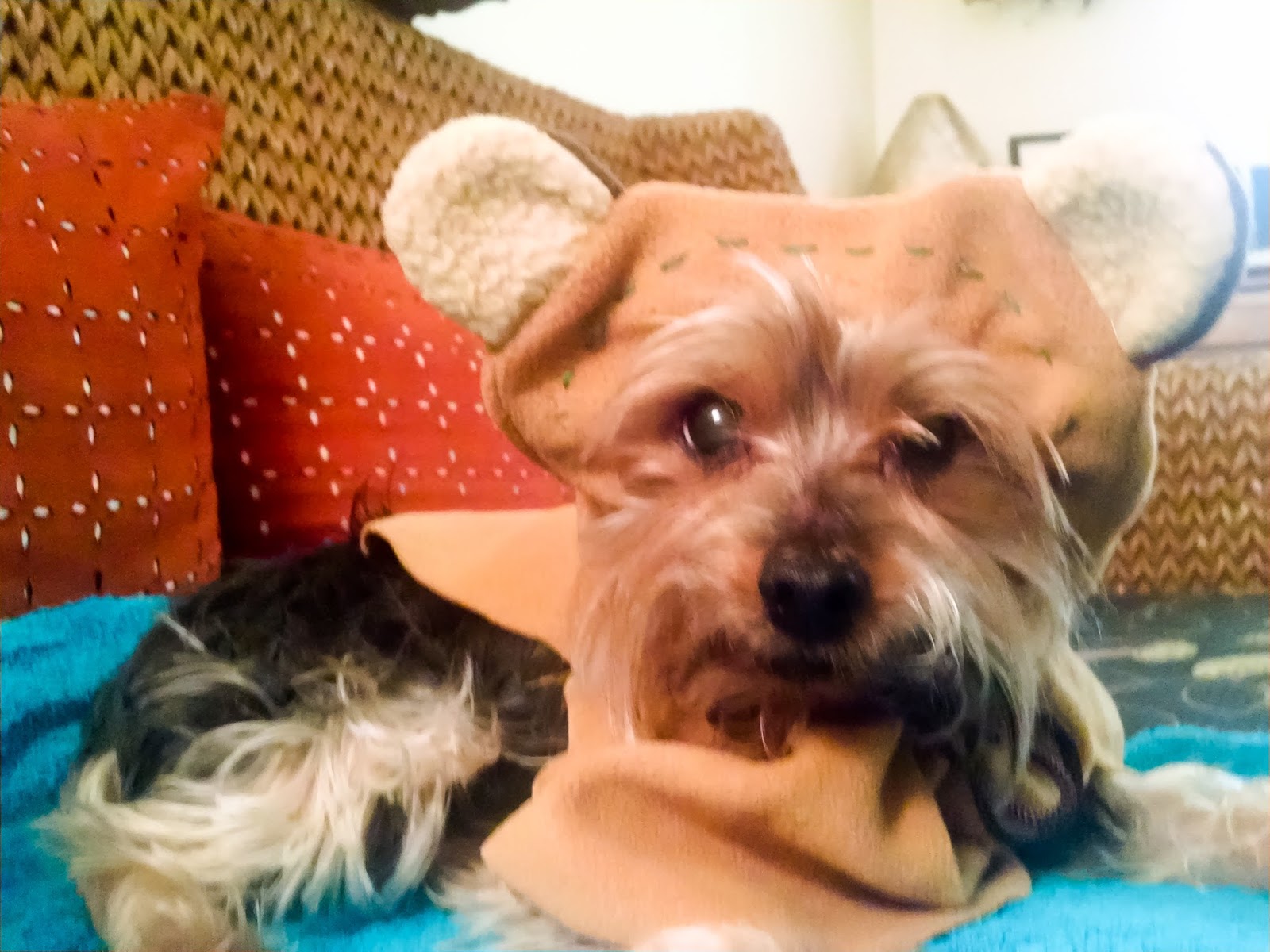 Ewok dog costume~anartfulmom.com