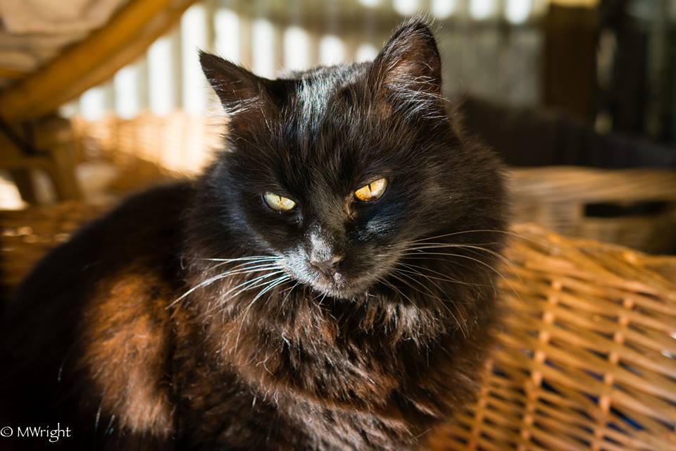 The Neko Files A Raps Journal And Scrapbook Sanctuary Black Friday