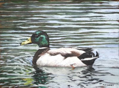 single_Mallard_duck_on_lake
