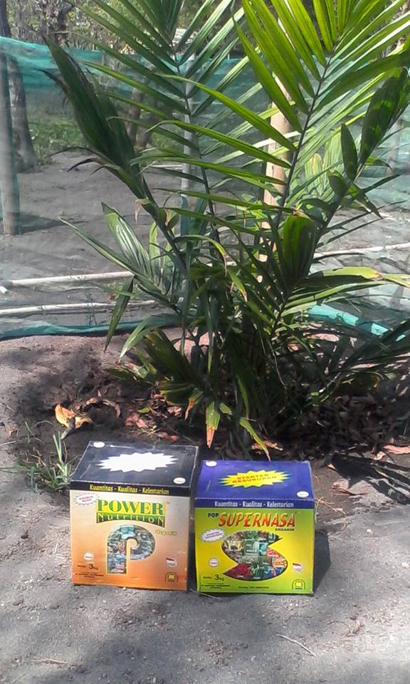 Cara Pemupukan Pembibitan Kelapa Sawit Budidaya Sawit Unggul Nasa