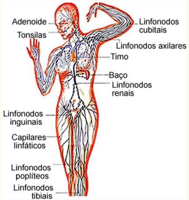 Bombeiroswaldo Bom saber 14 Sistema linfático Os linfonodos estão espalhados por todo o