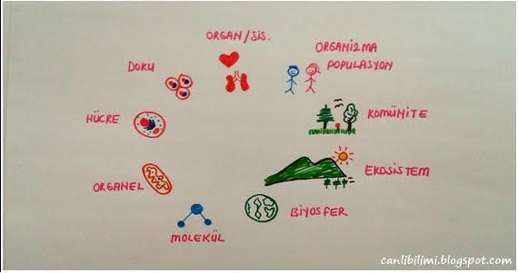Canlı organizasyonun seviyeleri Canlı organizasyonun seviyeleri