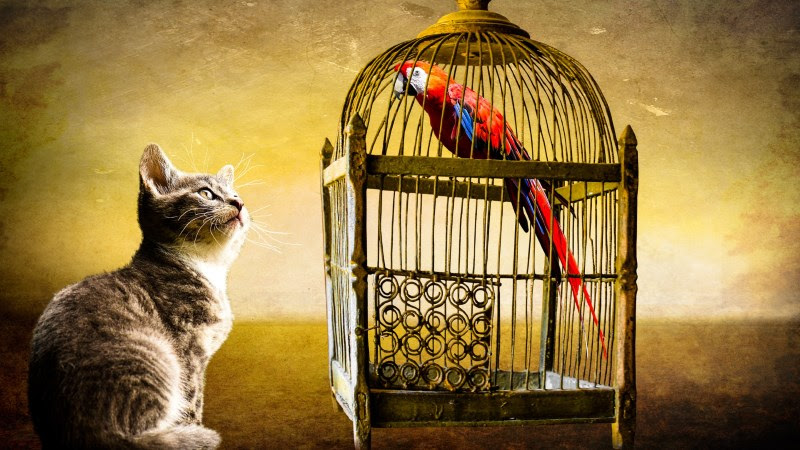 Little Cat and Red Parrot