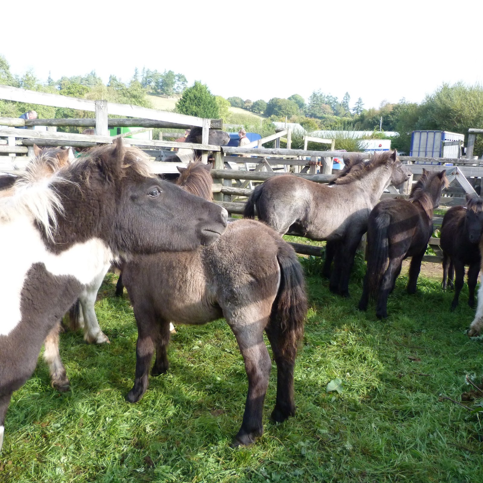 people4ponies blog Chagford Dartmoor Pony Sale