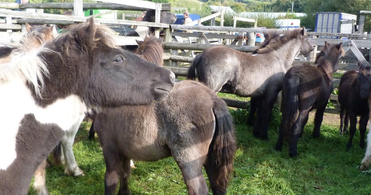 people4ponies blog Chagford Dartmoor Pony Sale