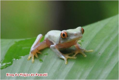 Rana de ojos rojos La rana de ojos rojos es símbolo dee Costa Rica