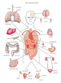 Funny Pictures Gallery: Human body organs heart, the human body organs