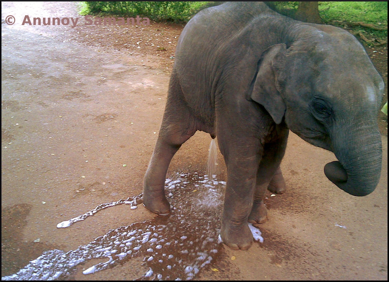 Collecting Semen From An Elephant (nsfw)