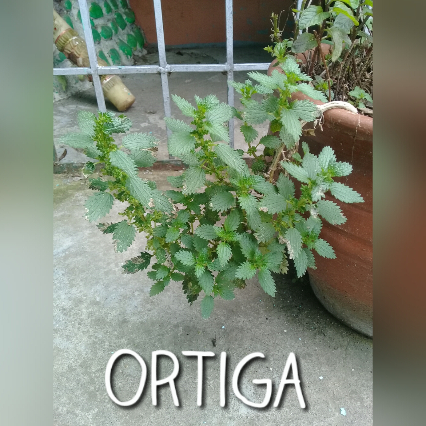Como se toma la chuquiragua para bajar de peso