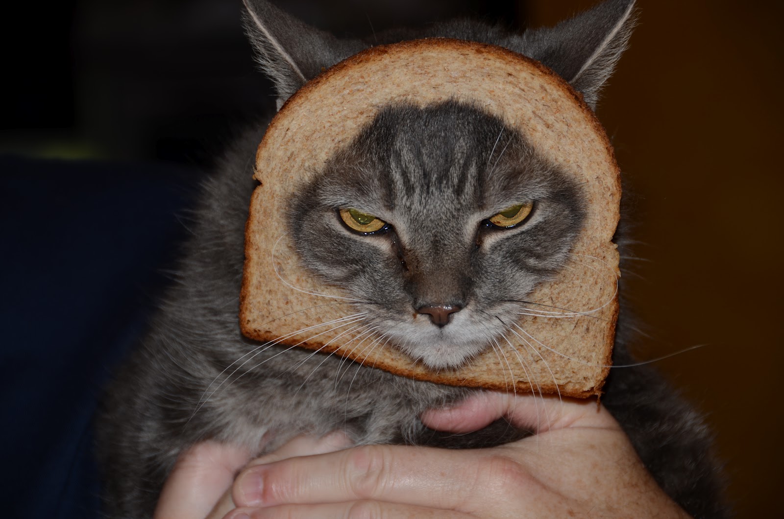 Inside Individual Design Cat Breading