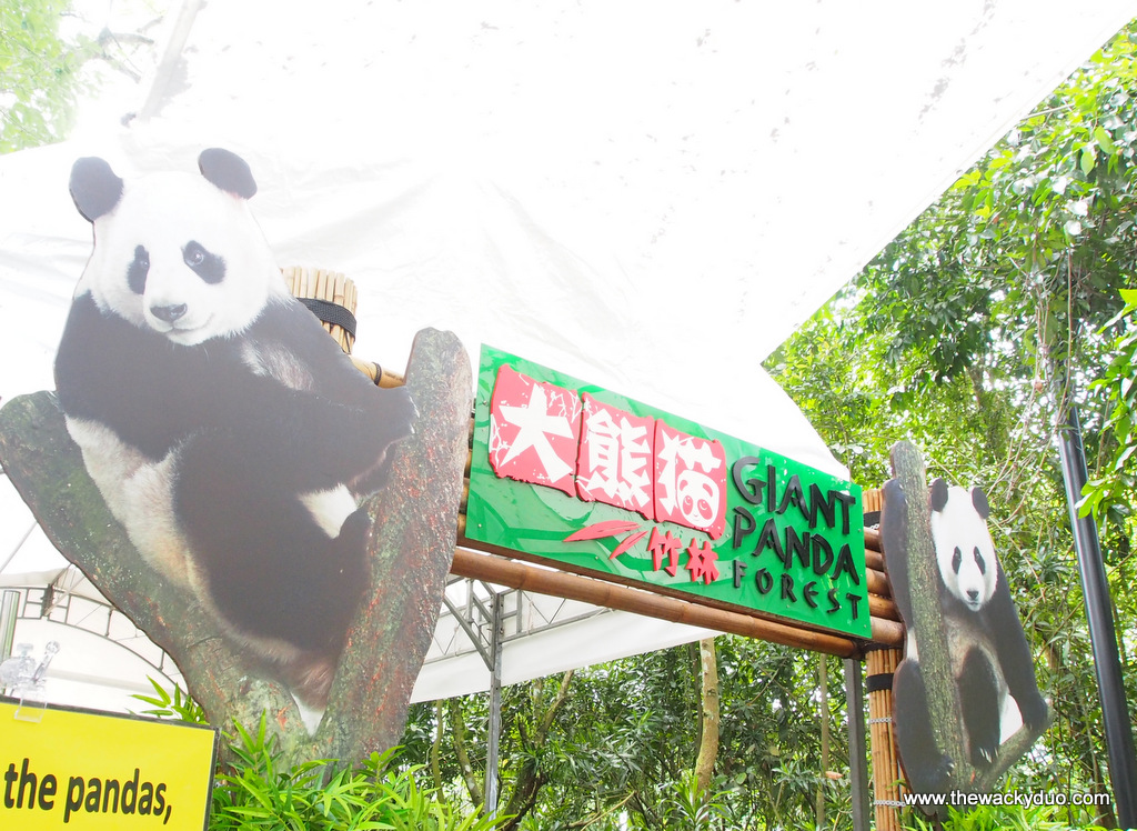 Giant Pandas @ Singapore Zoo : Kai Kai and Jia Jia