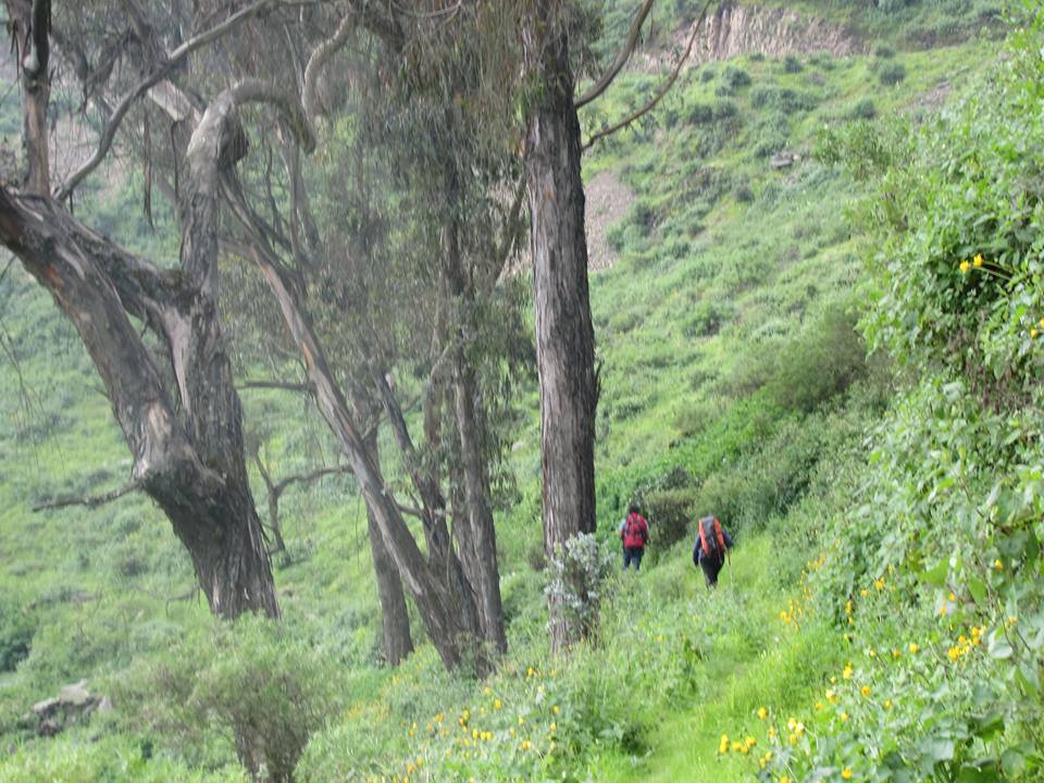 COMANDO ECOLOGICO PERU En Auto al Bosque de ZarateHuarochiriLima "La