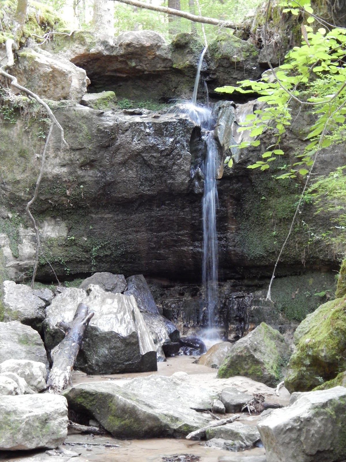 Central Louisiana Birding & Wildlife Sicily Island Hills, Catahoula Parish, Louisiana (5/7/2016)
