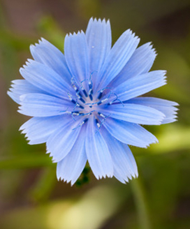 Mintpatina Blaue Blumen