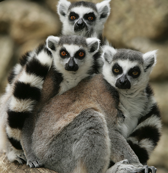 Lemurs | The Life of Animals