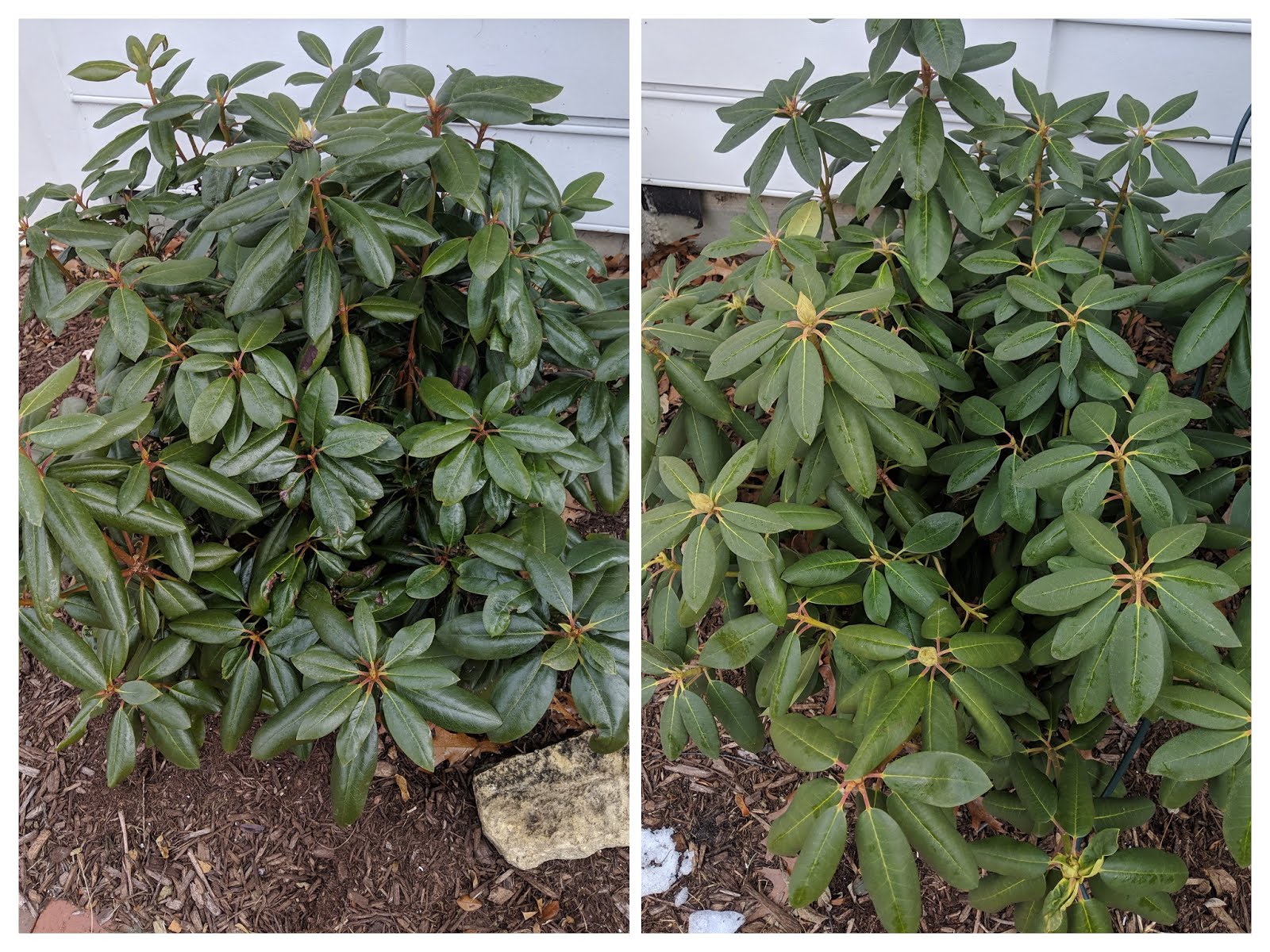My WiltPruf OverWinter Rhododendron Experiment