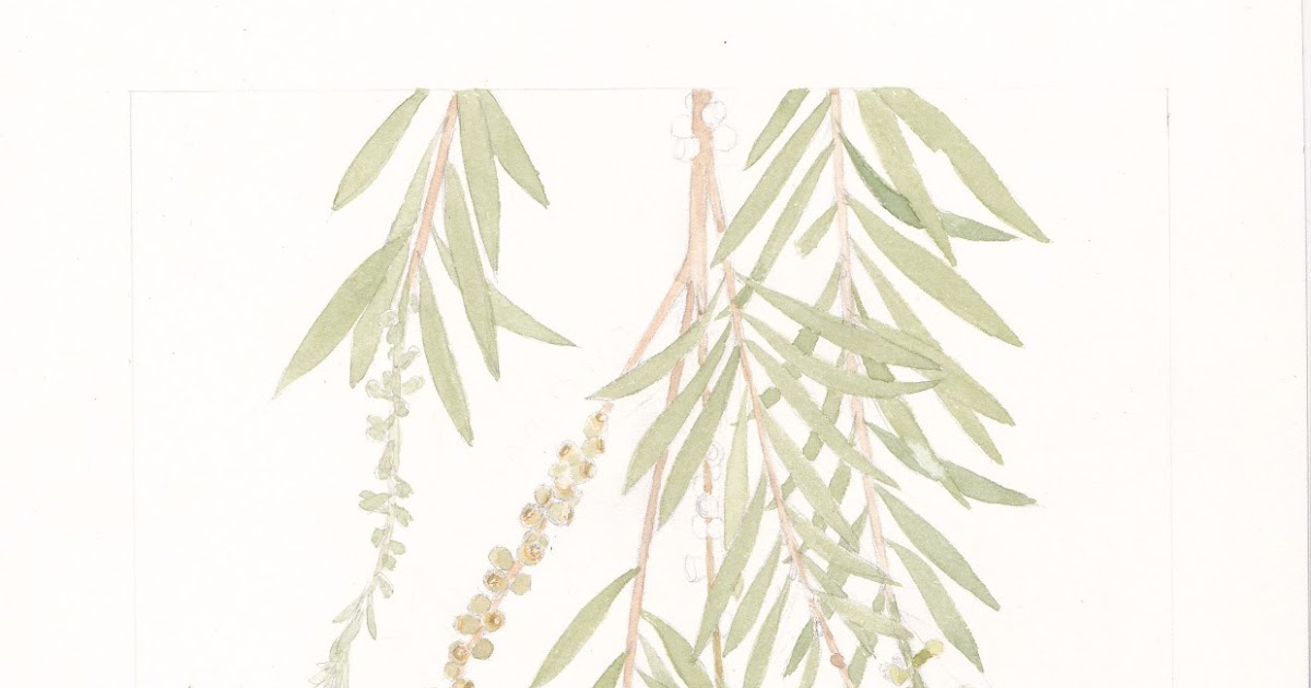 Botanical Art - Holiday Sketching: Process of Botanical Painting