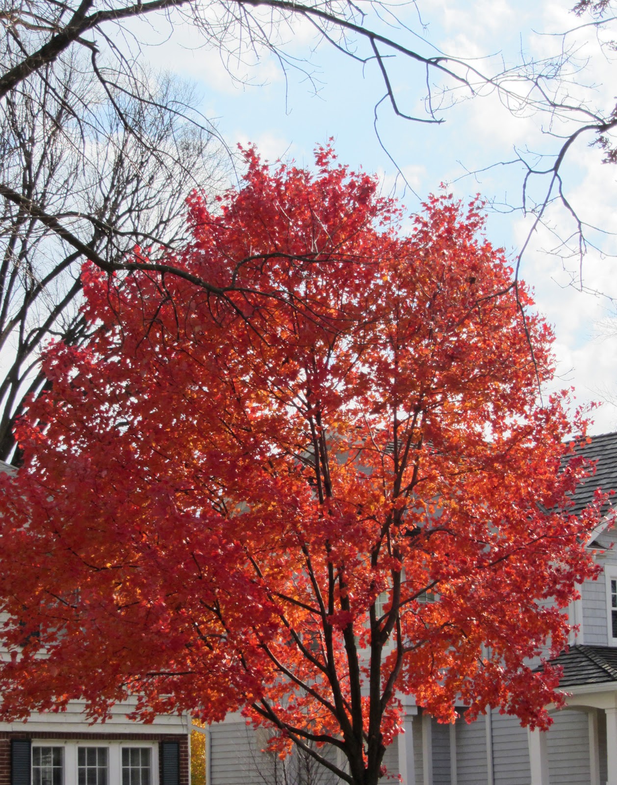 red sunset maple fall color red sunset maple fall color