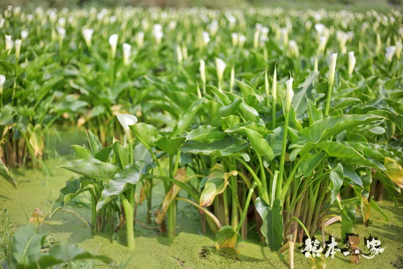 名陽匍休閒農莊|頂湖海芋步道~台北陽明山竹子湖海芋季官網封面照就是在這拍的