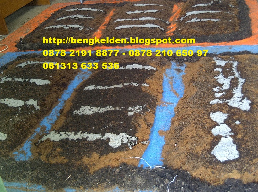 CACING LUMBRICUS RUBELLUS: MEDIA TERNAK CACING LUMBRICUS RUBELLUS