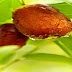 खजूर खाने के स्वास्थ वर्धक फायदे | Dates health benefits in hindi