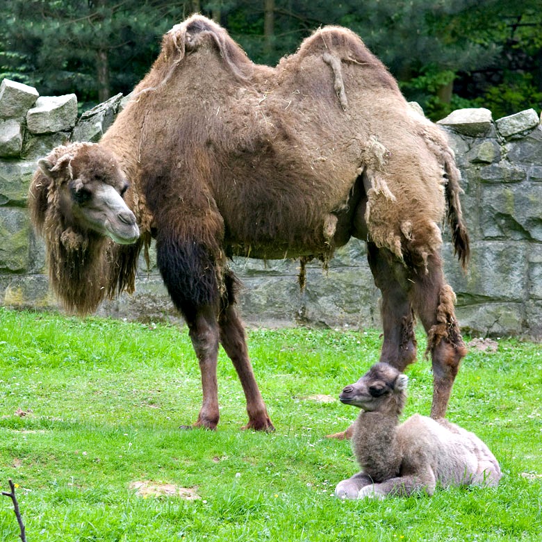 Baby Animals: Camel - Calf 8