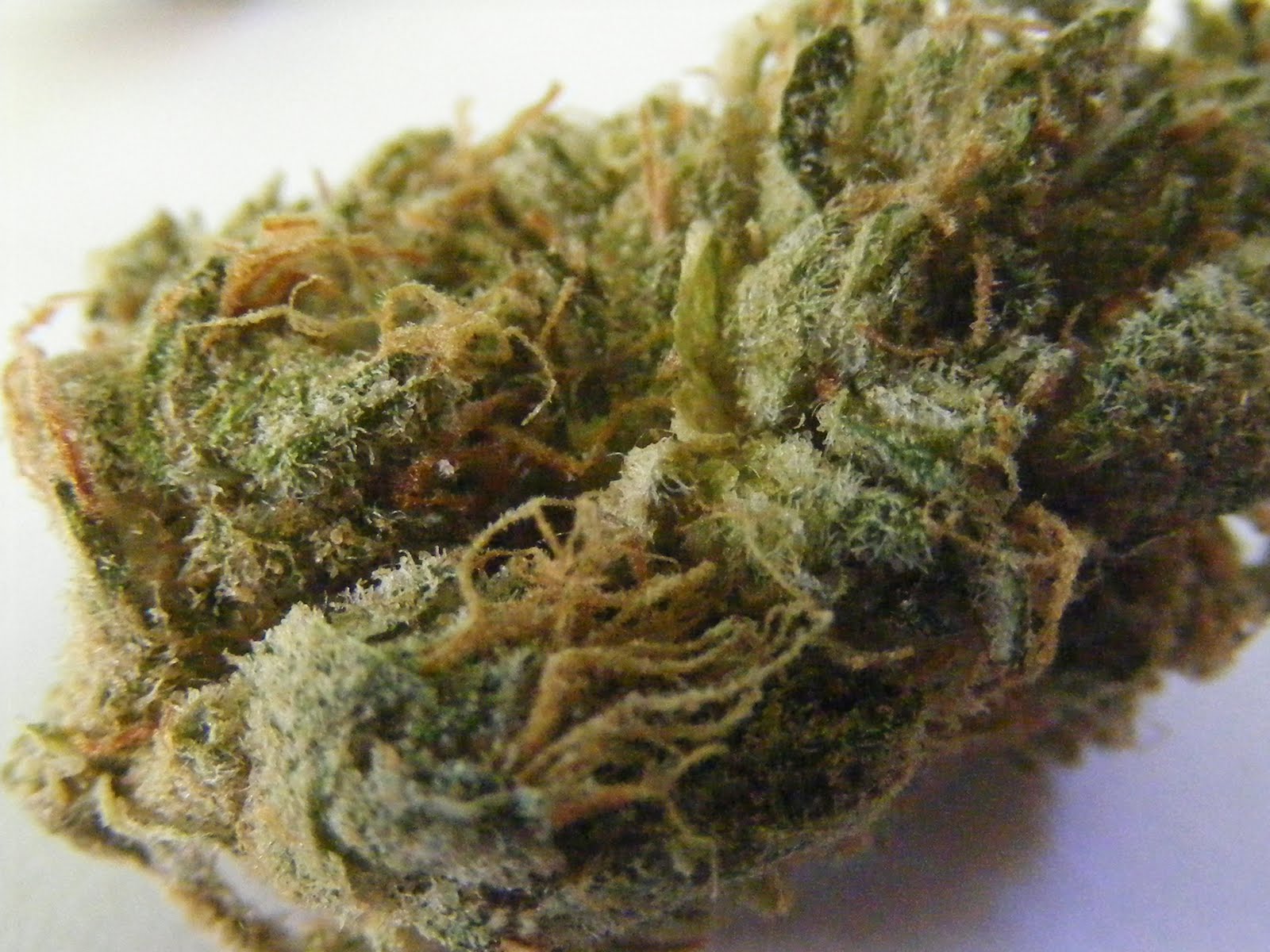 Strain Review Jack Herer