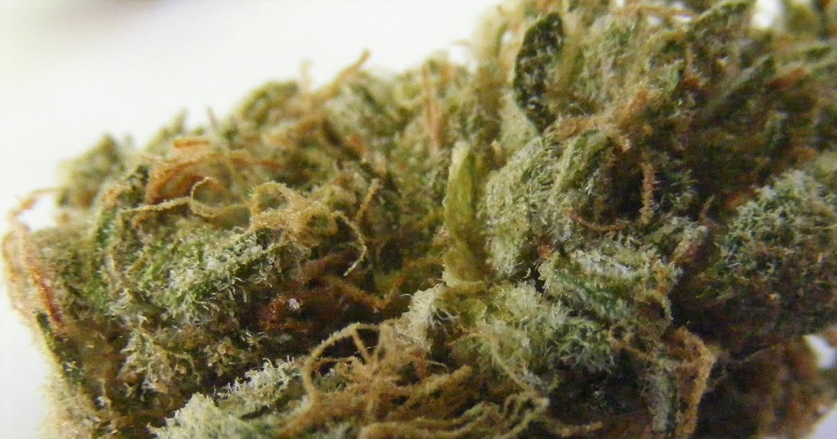 Strain Review Jack Herer