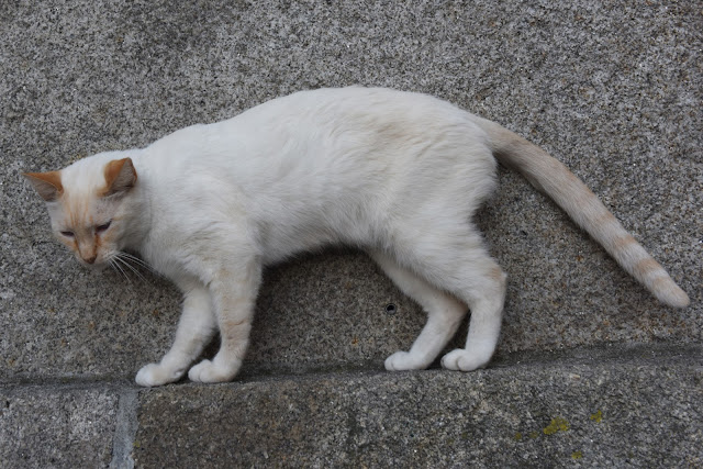 Street cat, stray cat, street cat photography