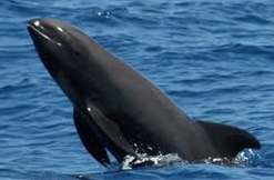 Ciri Ciri Lumba Lumba(Dolphin) Dan 21 Jenisnya Ciri Ciri Lumba Lumba GambarPeponocephala electra