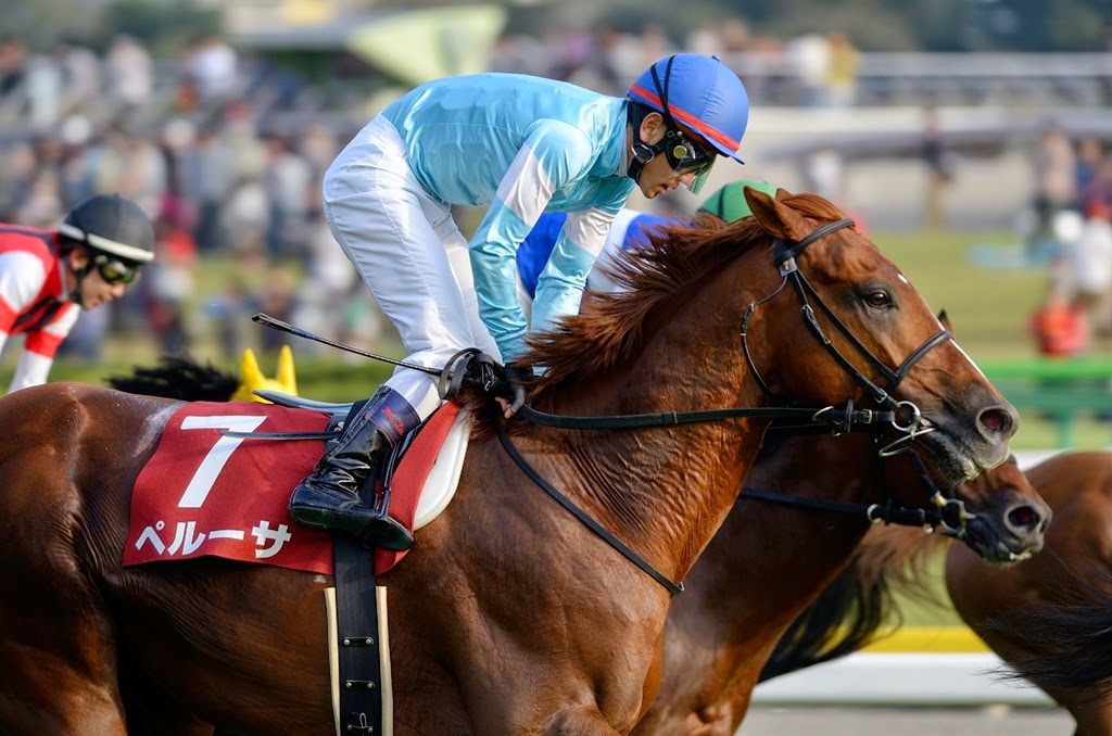 HORSEPOWER（馬力） ペルーサ（2014 毎日王冠）