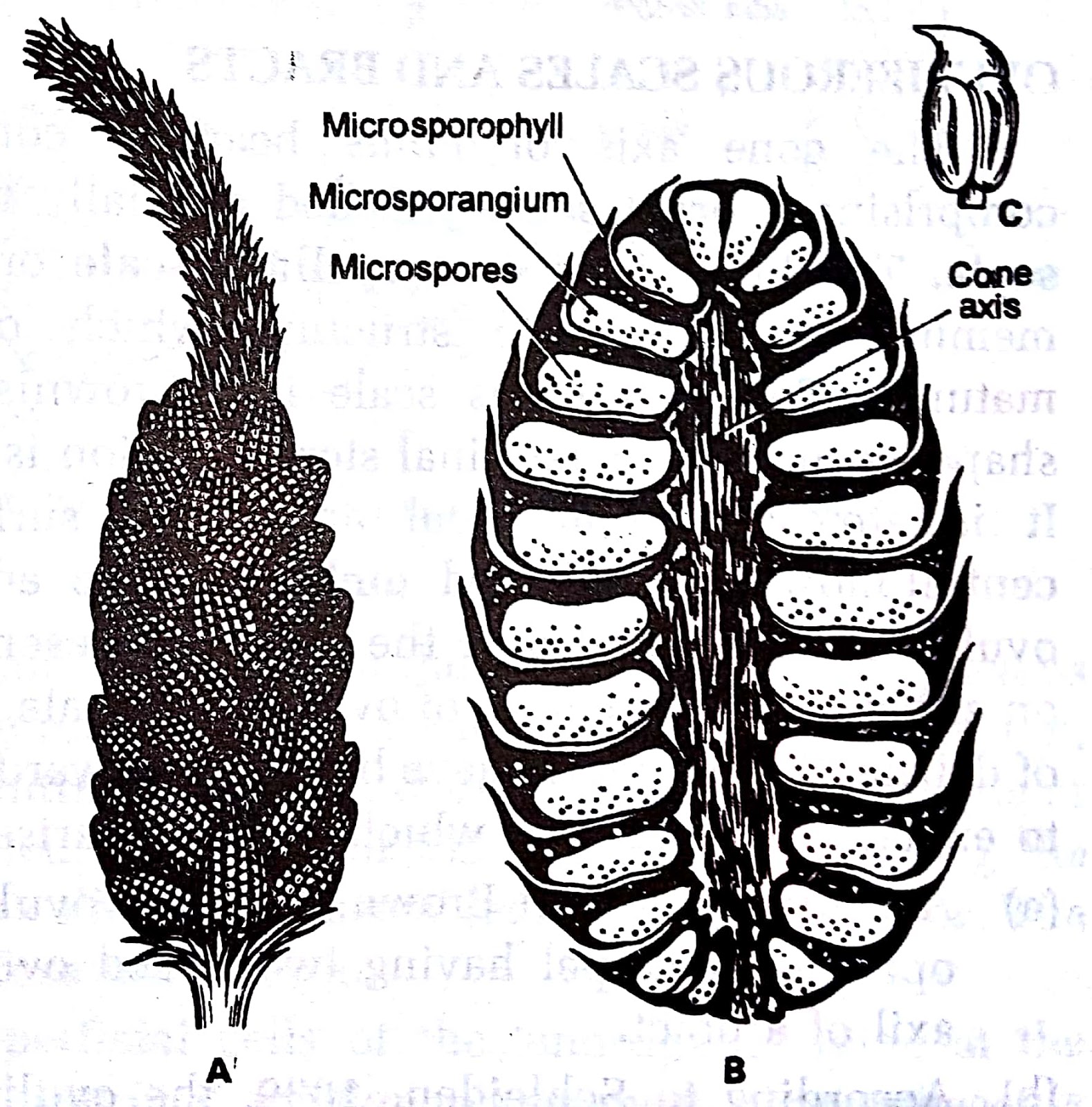 Botanica GYMNOSPERMS