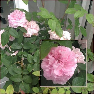 Balkonrose Jacques Cartier im Juni